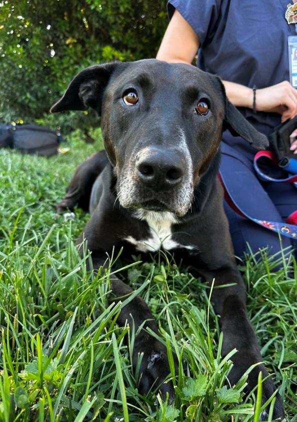 Trusty, a ADOPTABLE mixed breed in Davis, CA image 3/6