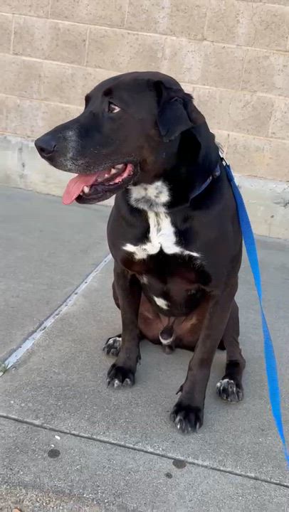 Enlarge Trusty, a ADOPTABLE mixed breed in Davis, CA video 5/6