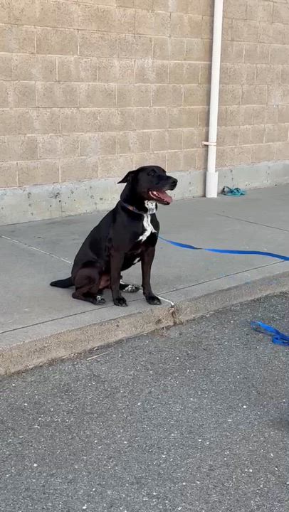 Enlarge Trusty, a ADOPTABLE mixed breed in Davis, CA video 6/6