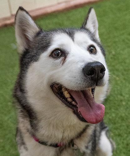 Nasa, adopted, Adult Female Husky.