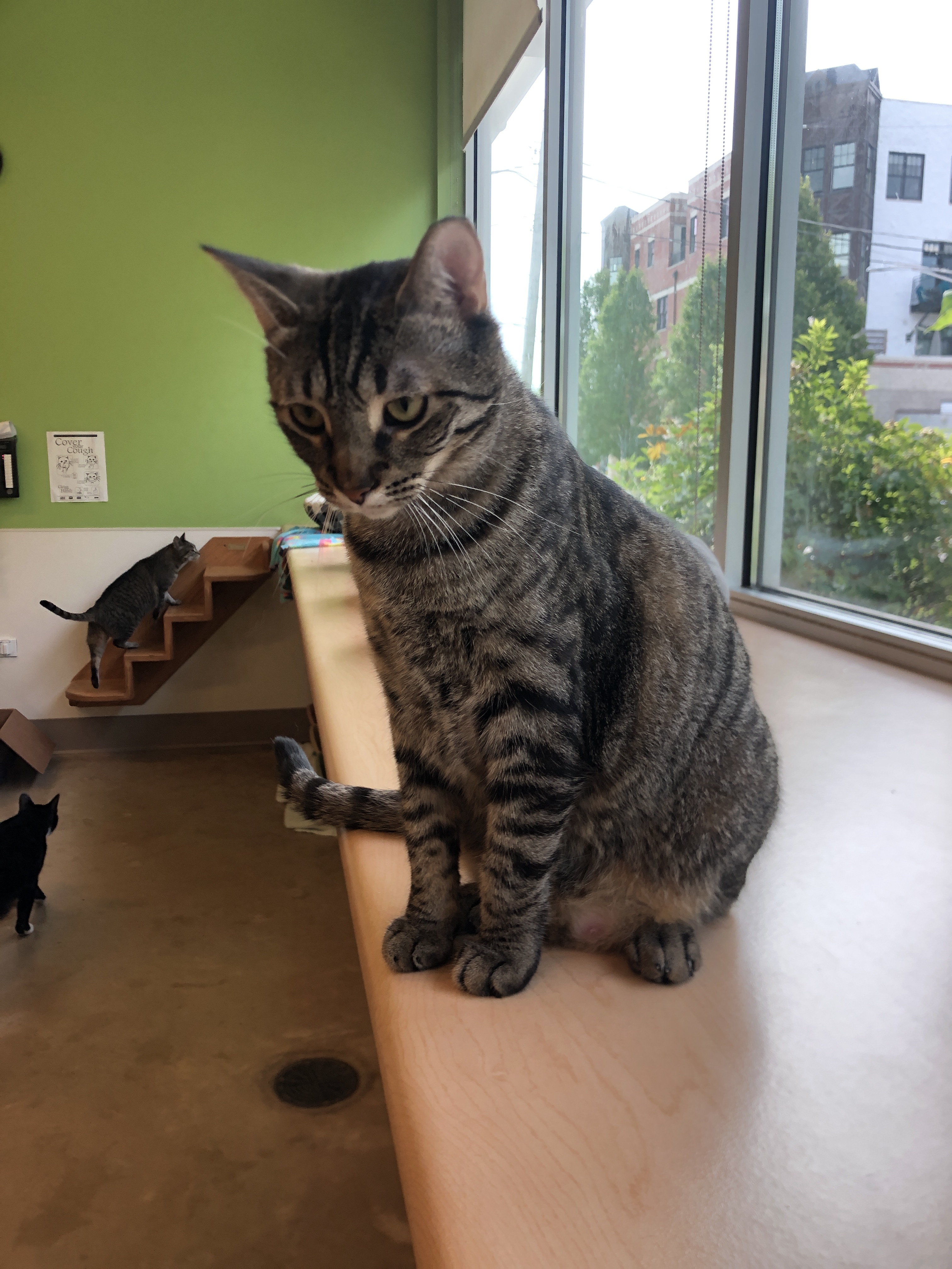 Maila Nurmi *HALF SPONSORED ADOPTION FEE*, a Adoptable Domestic Short Hair in Chicago, IL image 1/6