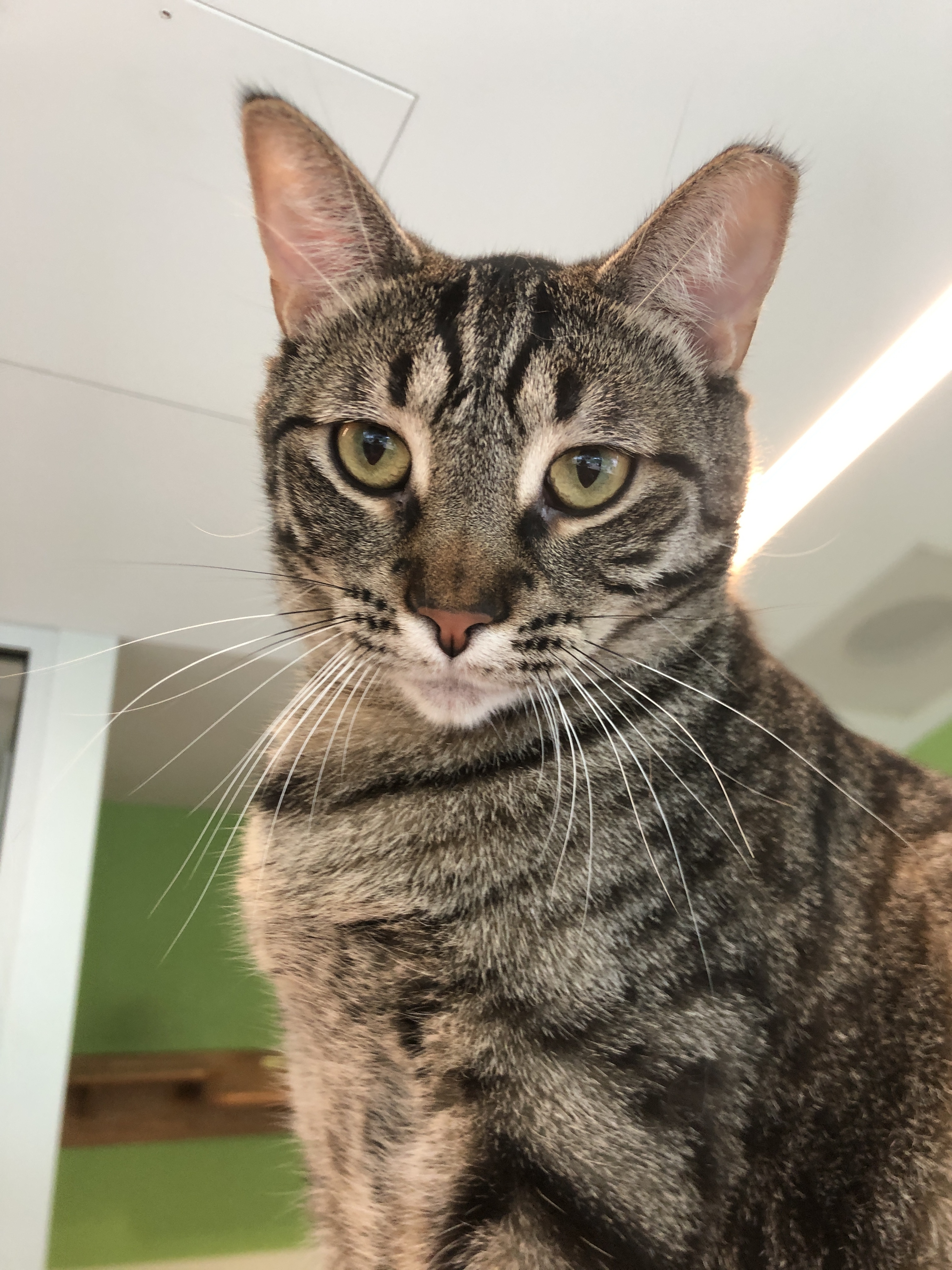 Maila Nurmi *HALF SPONSORED ADOPTION FEE*, a Adoptable Domestic Short Hair in Chicago, IL image 2/6