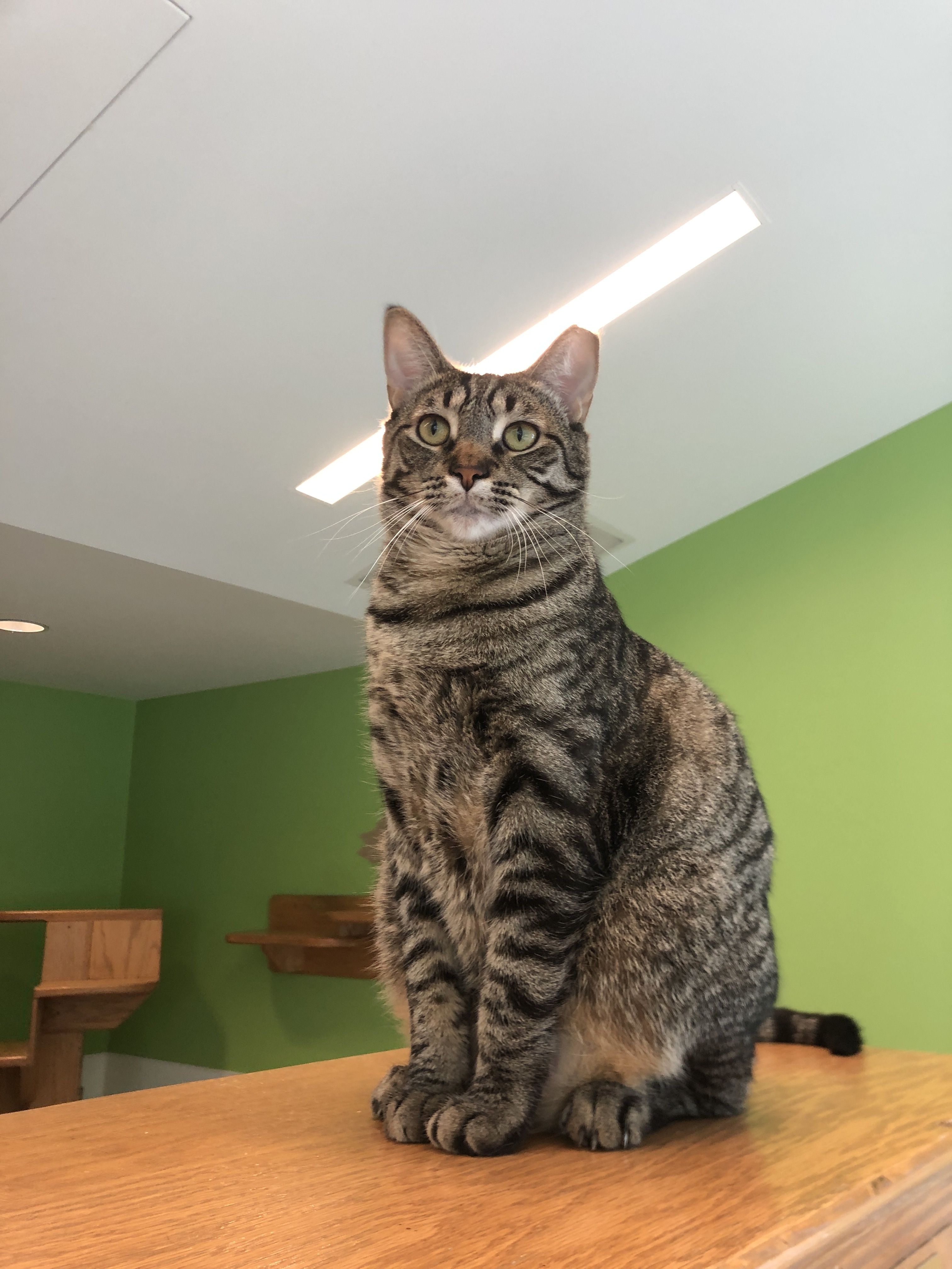 Maila Nurmi *HALF SPONSORED ADOPTION FEE*, a Adoptable Domestic Short Hair in Chicago, IL image 3/6