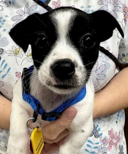 Pip, Adopted, Puppy Female Mixed Breed.