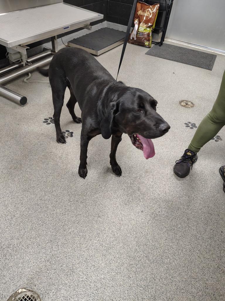 VICTOR, Adoptable, Adult Male Labrador Retriever & Coonhound.