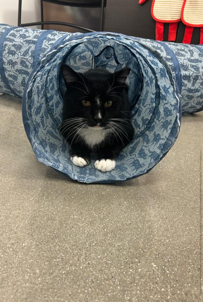 Enlarge Merlin, a Adoptable Domestic Short Hair in East hartford, CT image 1/1