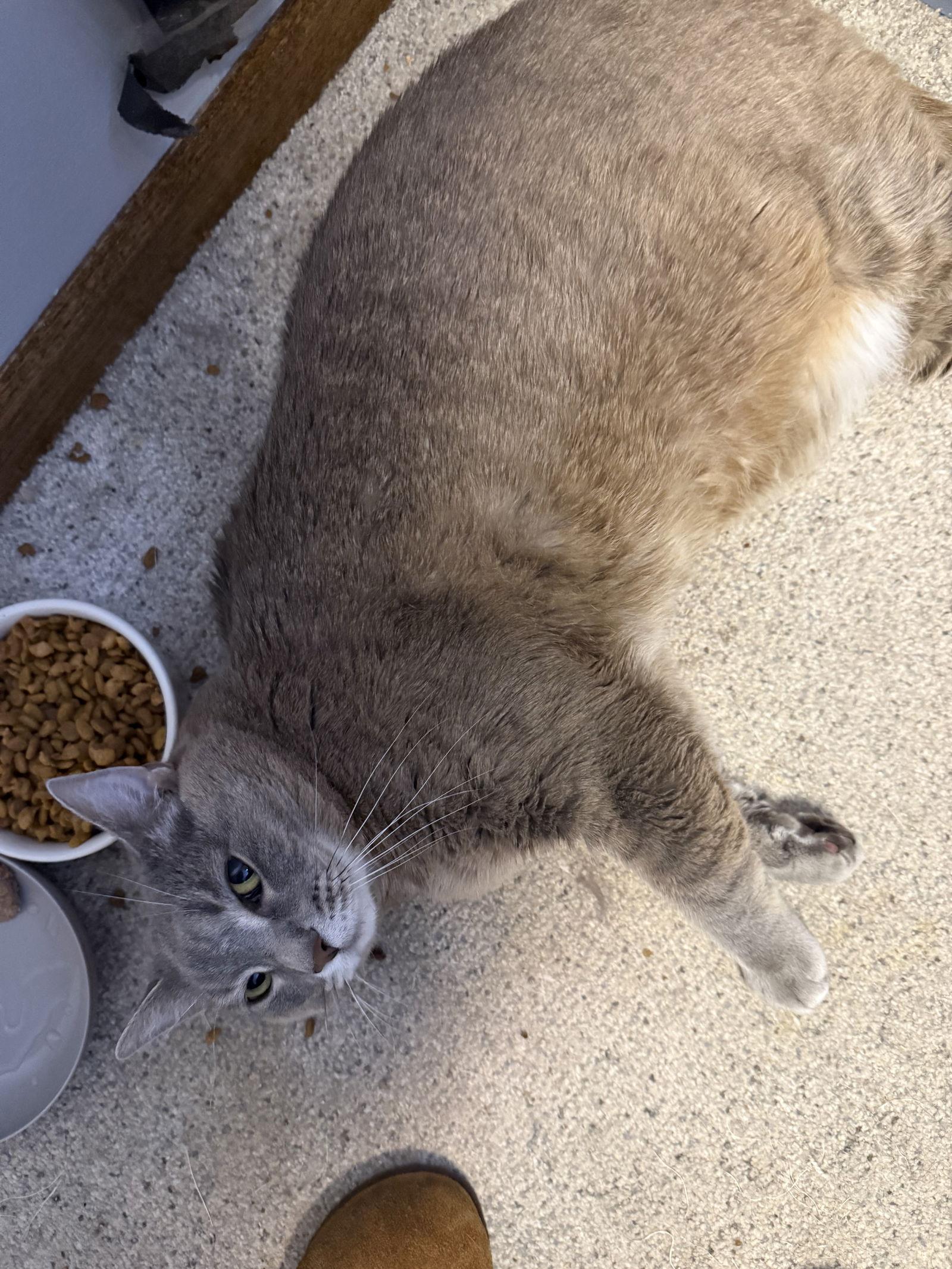 Lily, Adoptable, Adult Female Domestic Short Hair.