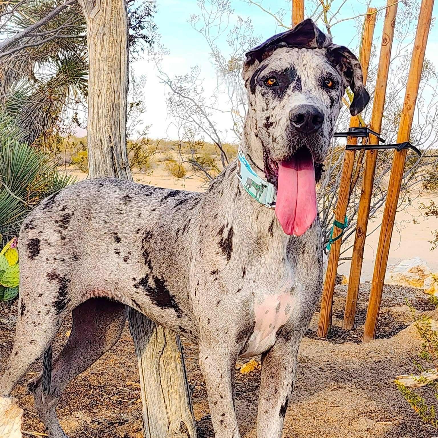 Enlarge Minerva, a Adoptable Great Dane in Tehachapi, CA image 2/3