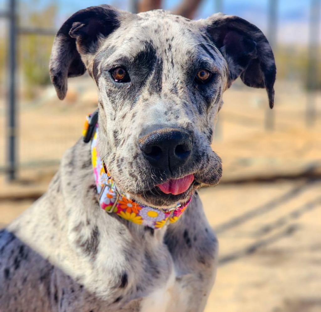 Enlarge Minerva, a Adoptable Great Dane in Tehachapi, CA image 3/3
