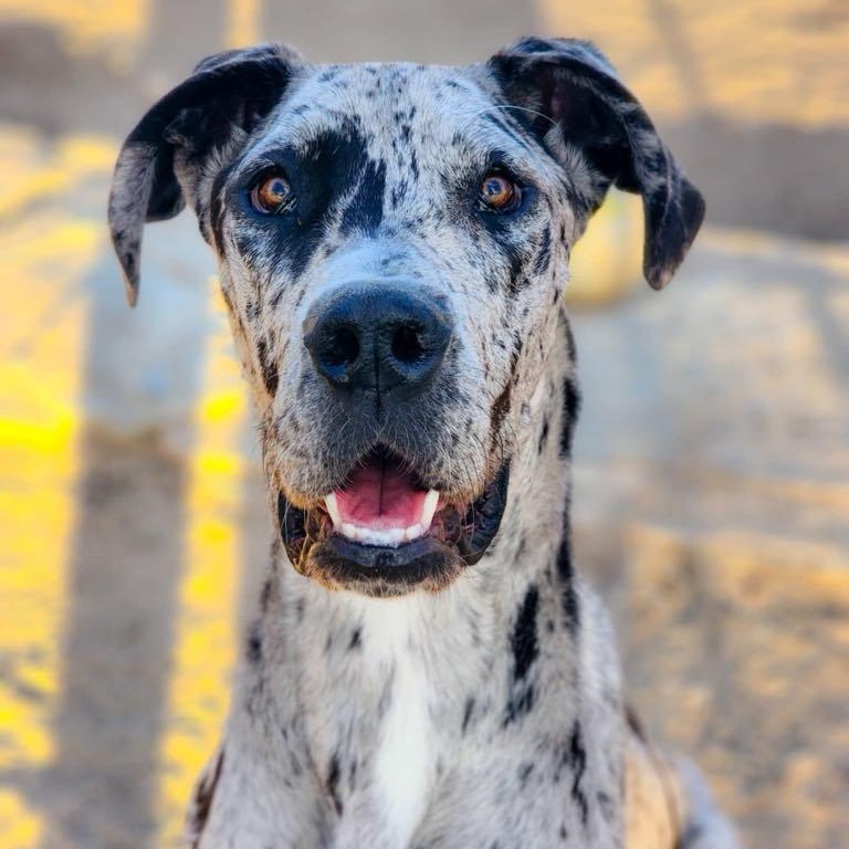 Minerva, Adoptable, Young Female Great Dane.