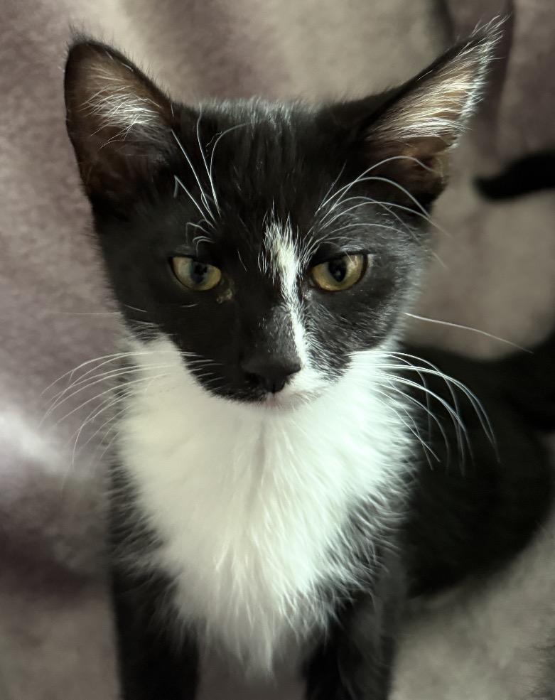 Enlarge Onyx, a Adopted Tuxedo in Buffalo, NY image 1/1