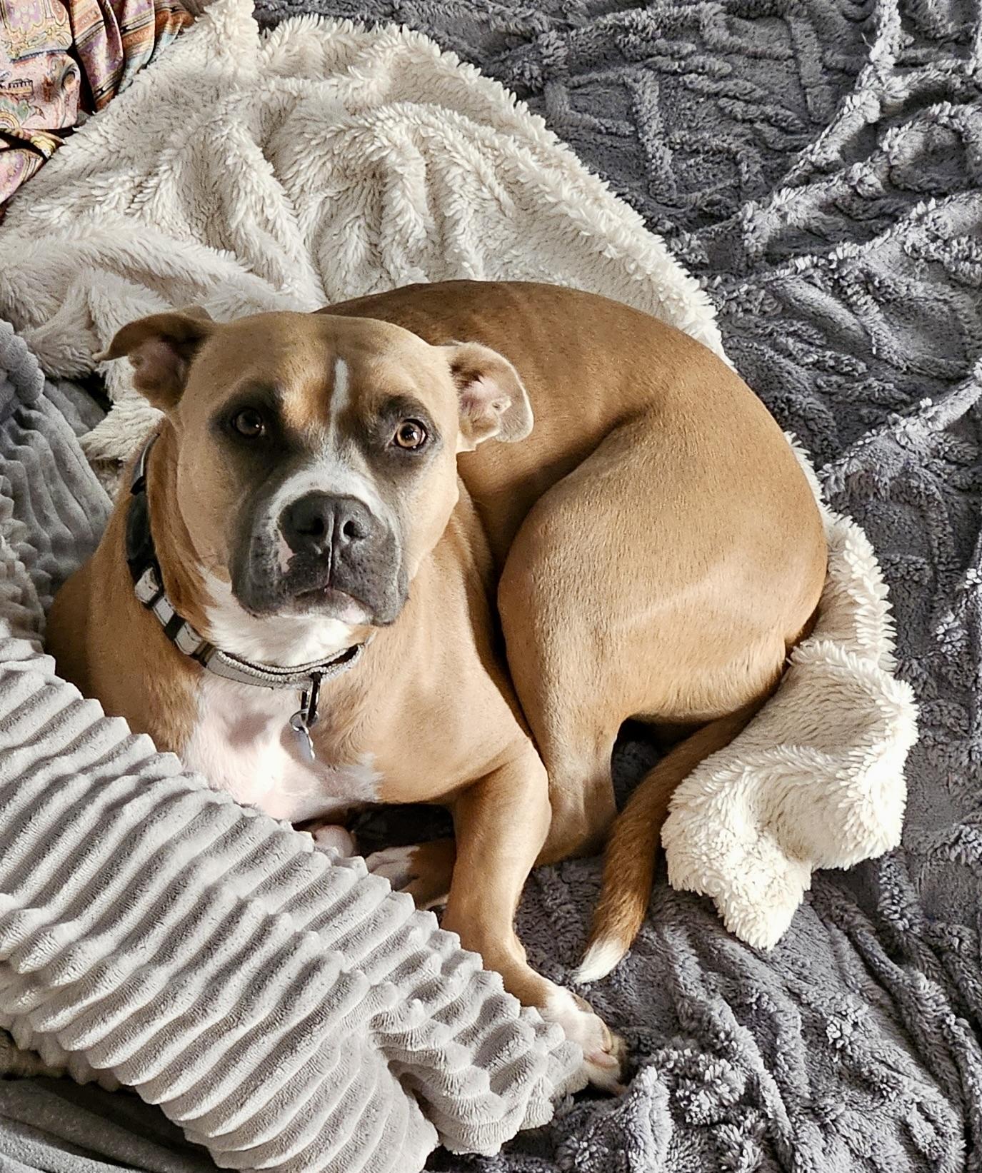 Enlarge Kiwi, a ADOPTABLE mixed breed in chevy chase, MD image 2/3