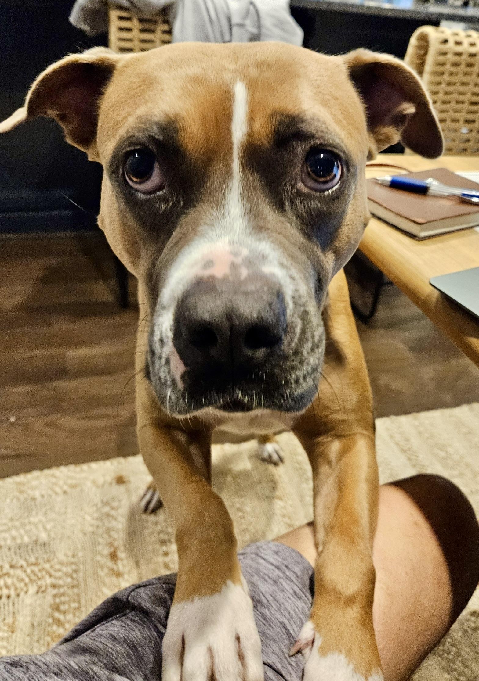 Kiwi, ADOPTABLE, Adult Female Boxer.
