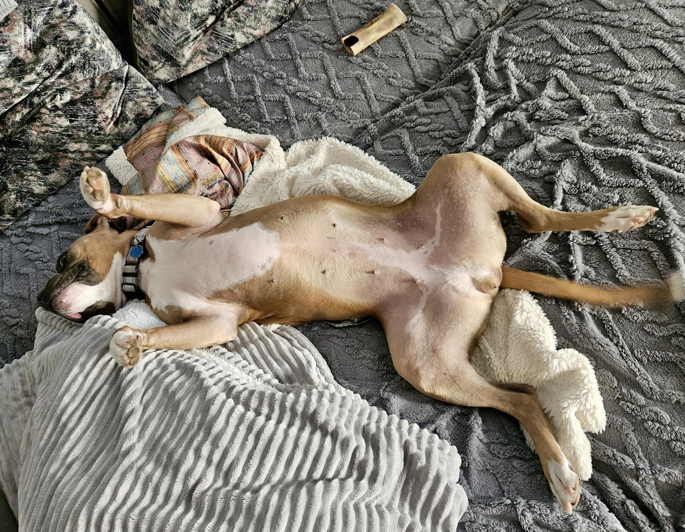 Enlarge Kiwi, a ADOPTABLE mixed breed in chevy chase, MD image 3/3