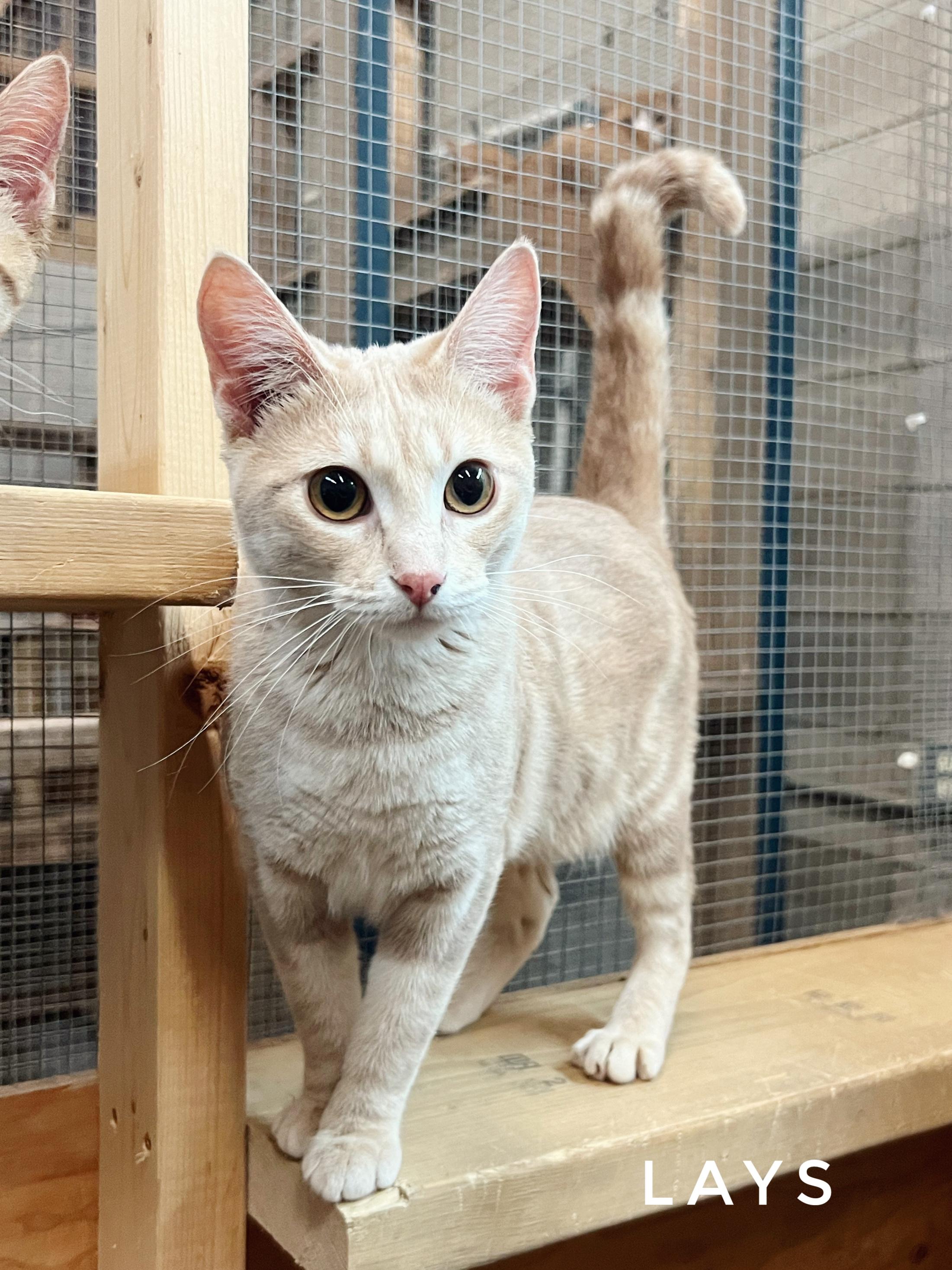Enlarge Lays, a Adoptable Domestic Short Hair in Peace River, AB image 1/1