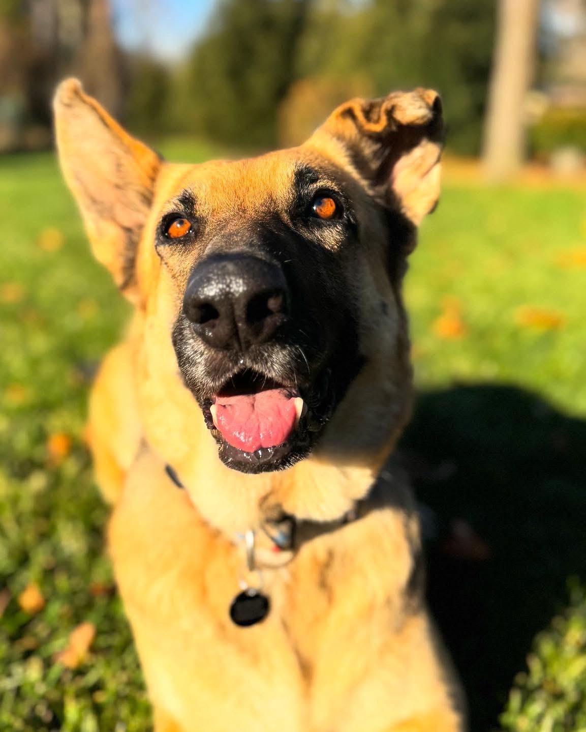 Enlarge Laika, a Adoptable German Shepherd Dog in New Rochelle, NY image 2/3