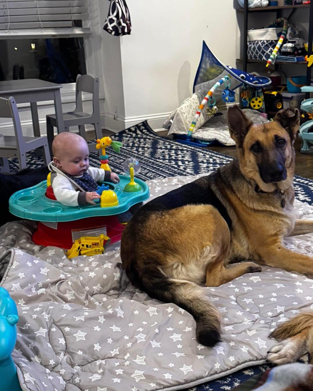 Enlarge Laika, a Adoptable German Shepherd Dog in New Rochelle, NY image 3/3