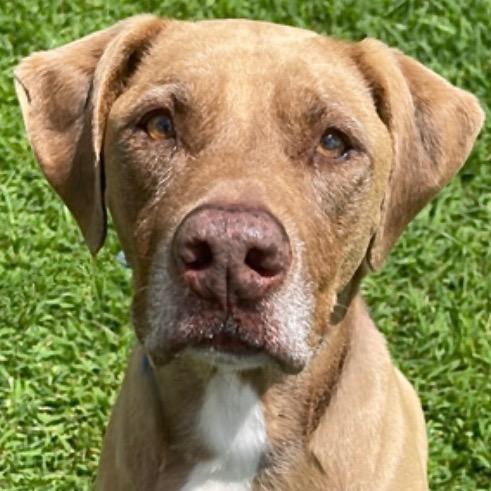 Mia, Adoptable, Senior Female Labrador Retriever & Mixed Breed.