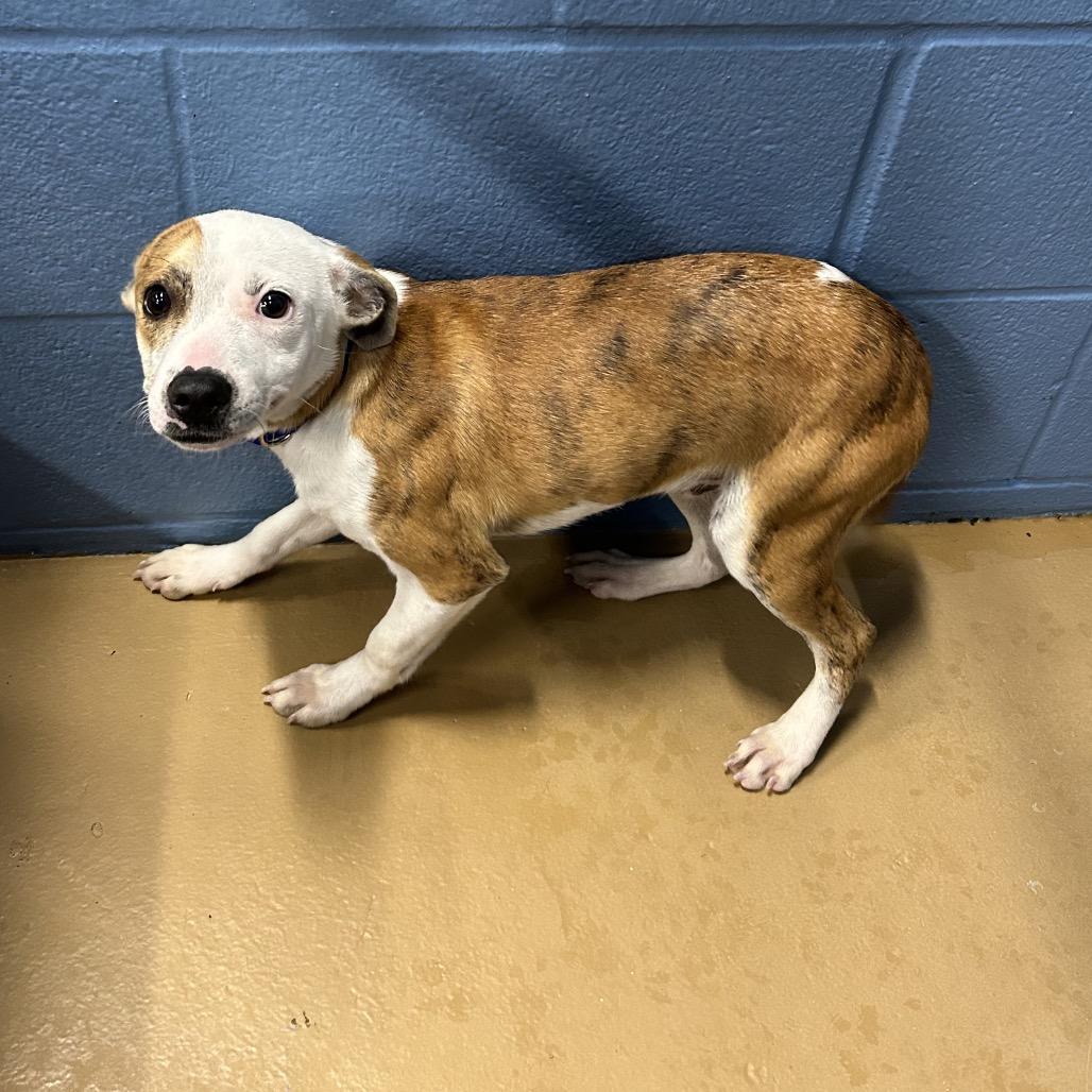 Grant, Adoptable, Puppy Male Terrier.