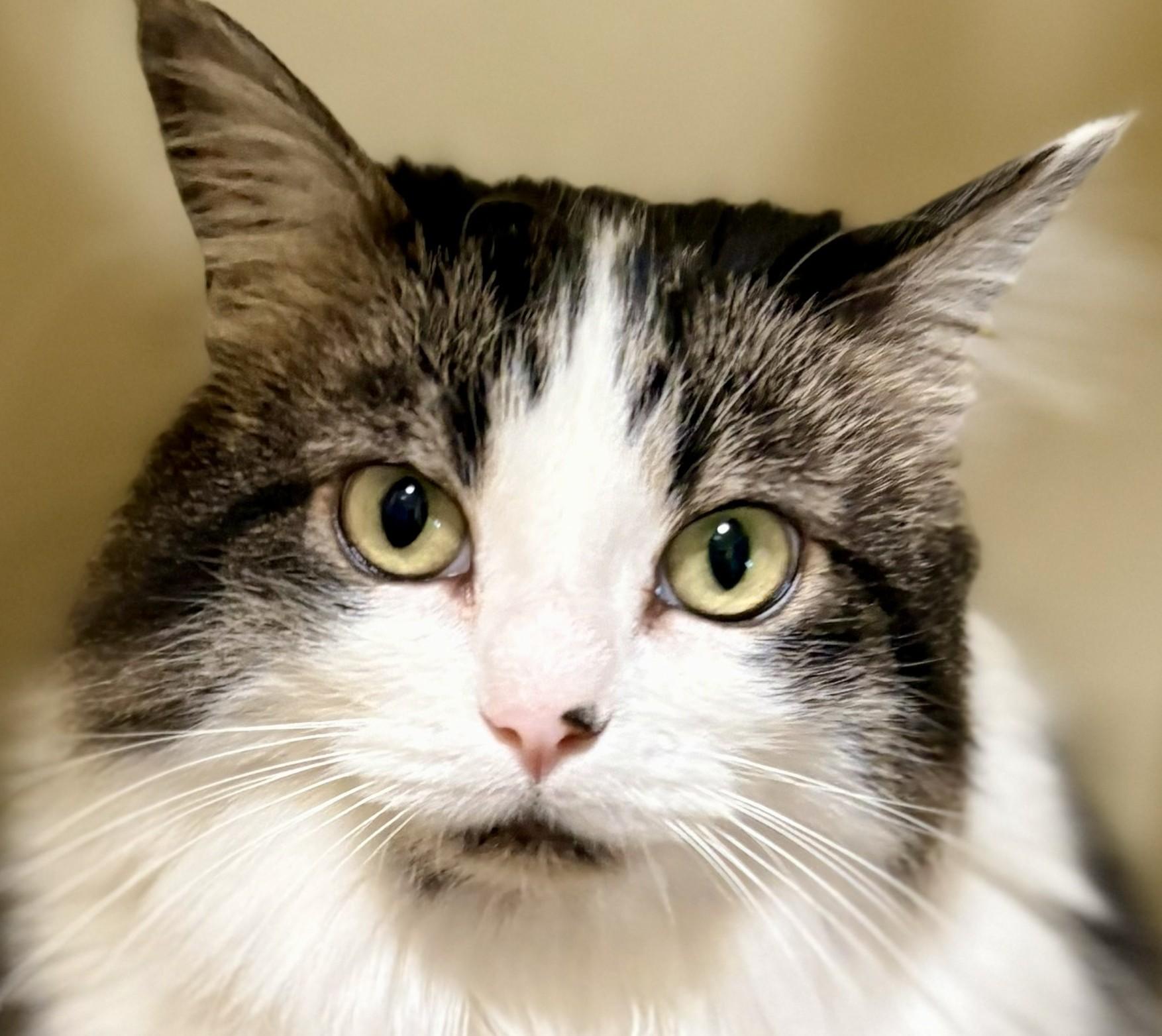 BABY, adopted, Adult Female Domestic Long Hair.