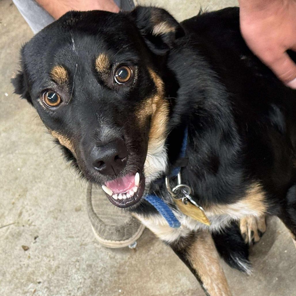 Enlarge Stella, a Adoptable Shepherd in Jackson, MO image 1/2