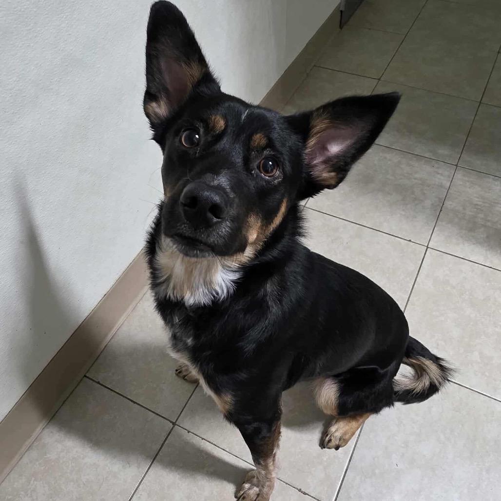 Enlarge Stella, a Adoptable Shepherd in Jackson, MO image 2/2