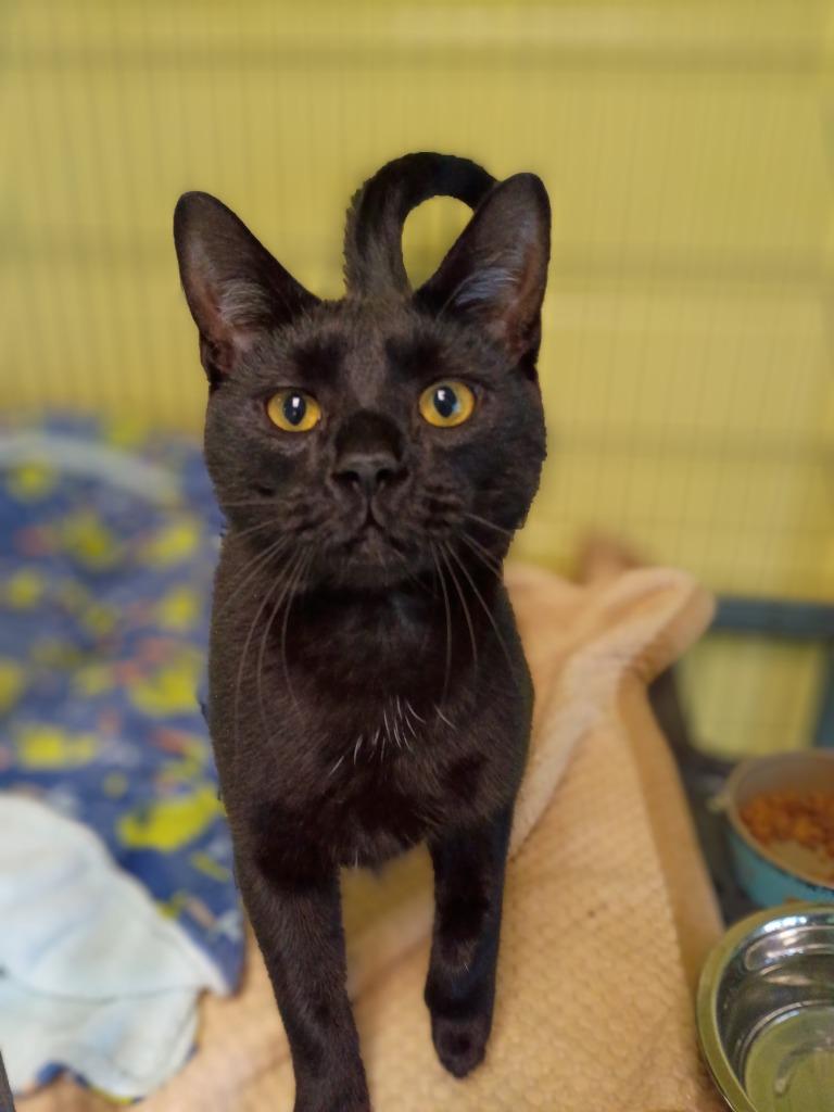 Peek-A-Boo, Adoptable, Kitten Male Domestic Short Hair.