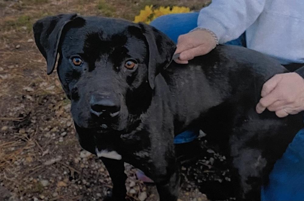 Enlarge Ding +, a Adoptable mixed breed in Fort Madison, IA image 1/1