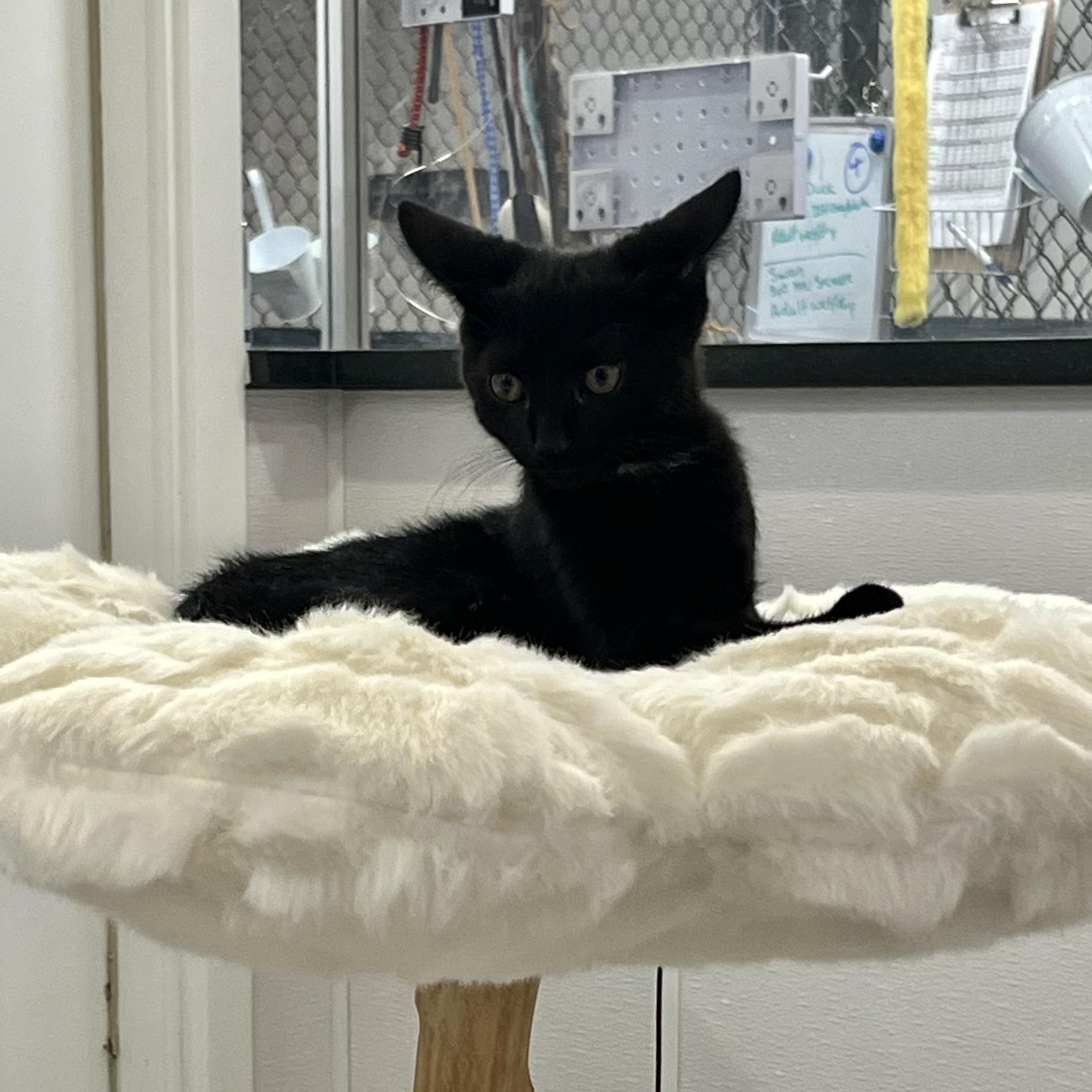 Crepe, an adopted Domestic Short Hair in Waltham, MA image 3/3