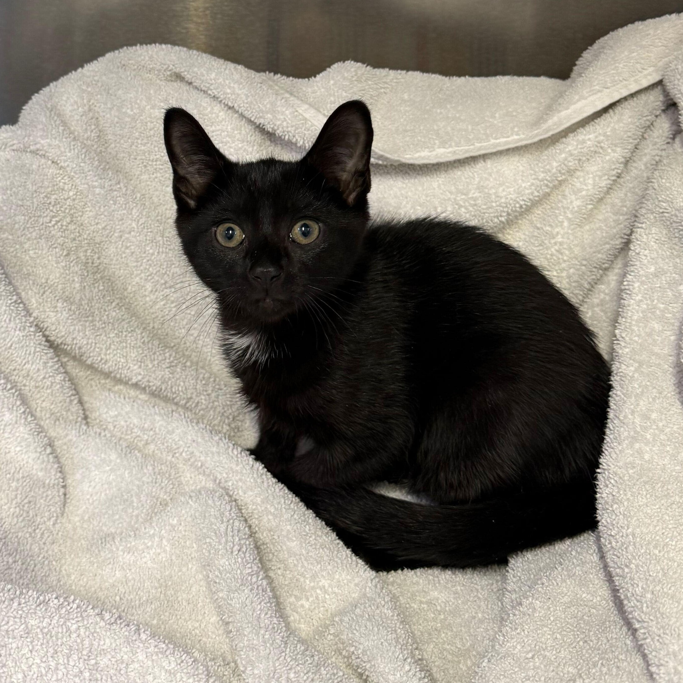 Crepe, an adopted Domestic Short Hair in Waltham, MA image 2/3
