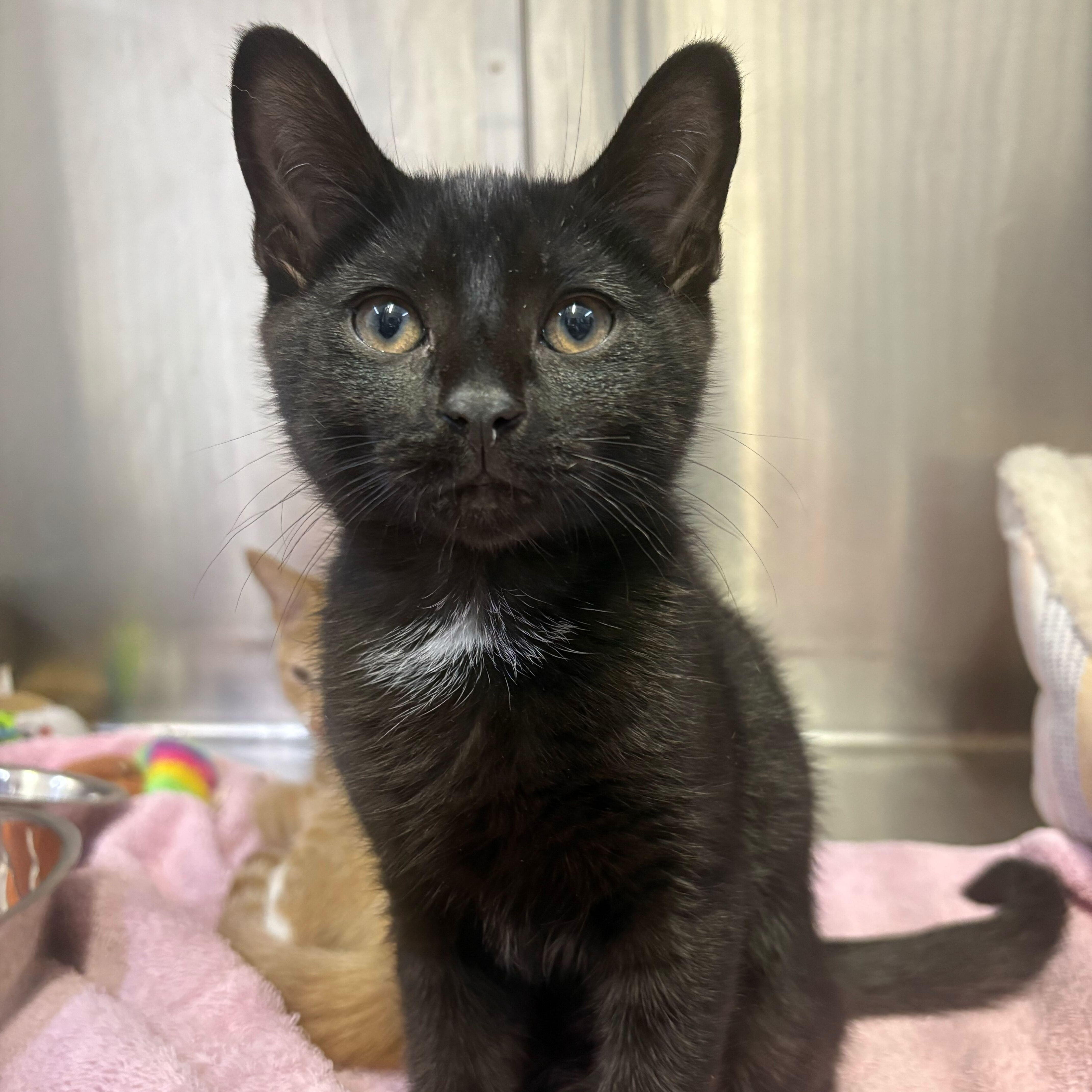 Crepe, an adopted Domestic Short Hair in Waltham, MA image 1/3