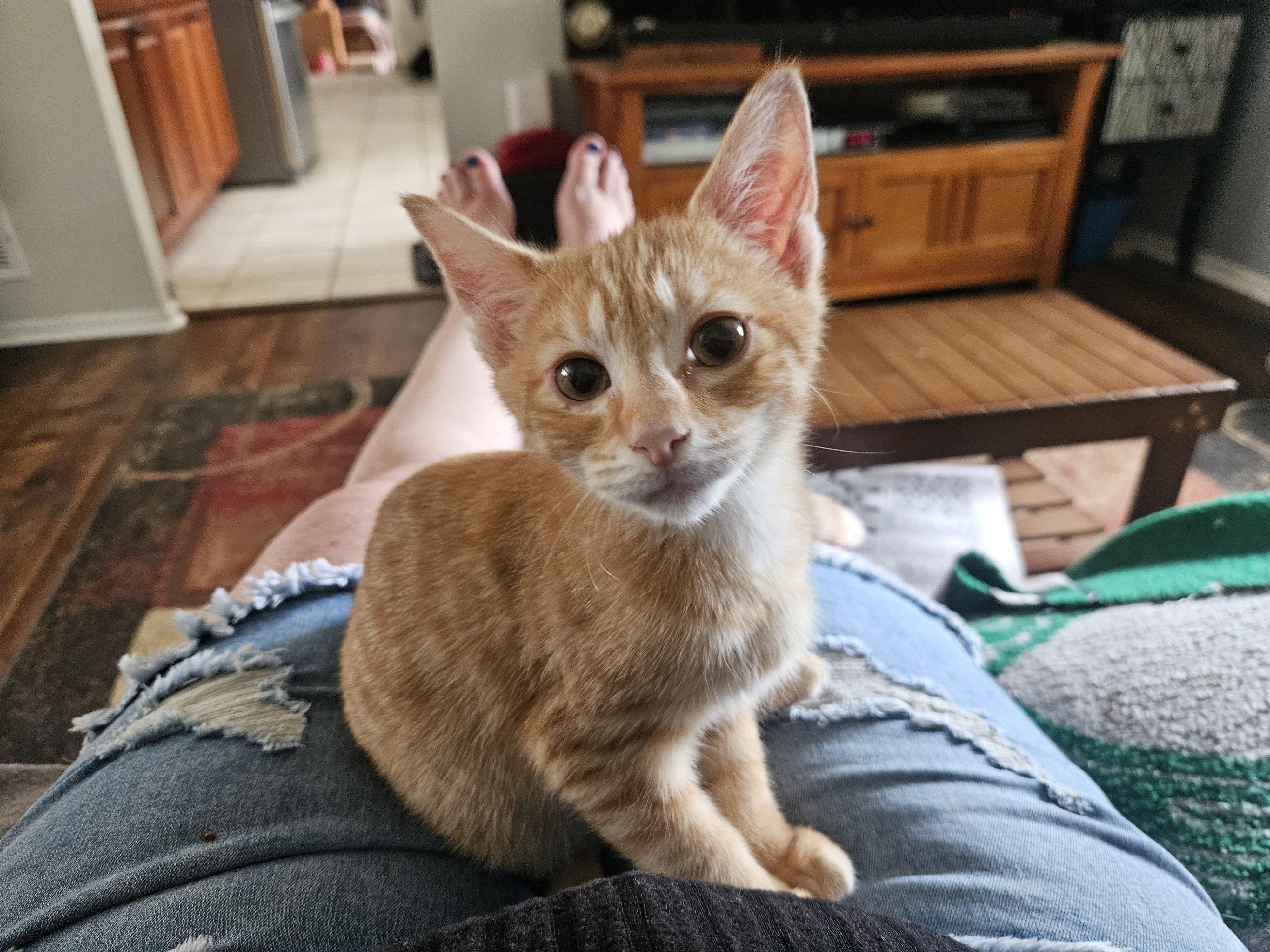 HAL, ADOPTABLE, Kitten Male Tabby & Tuxedo.