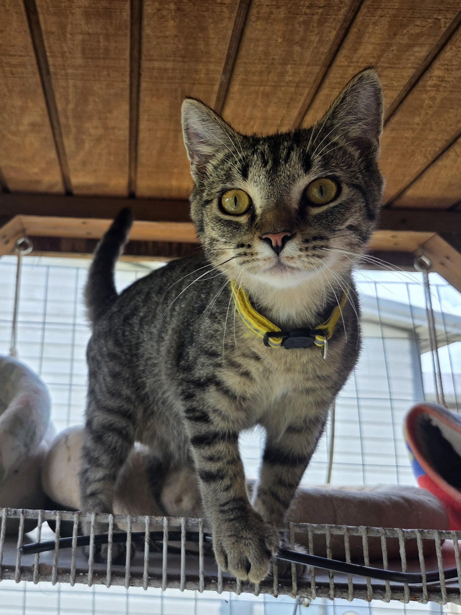 Wren, Adoptable, Kitten Male Tabby & Domestic Short Hair.