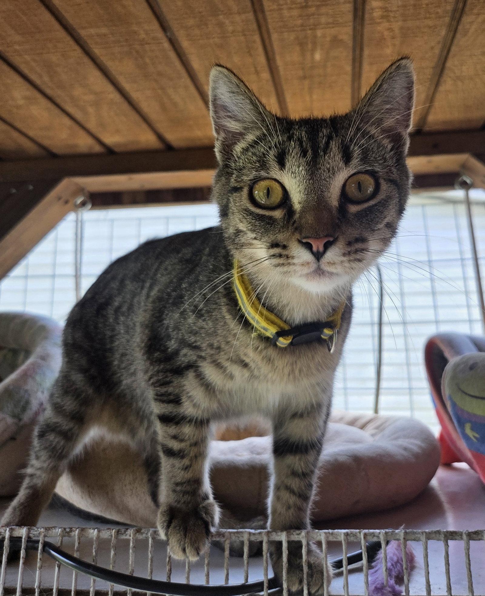 Enlarge Wren, a Adoptable mixed breed in Attalla, AL image 2/3