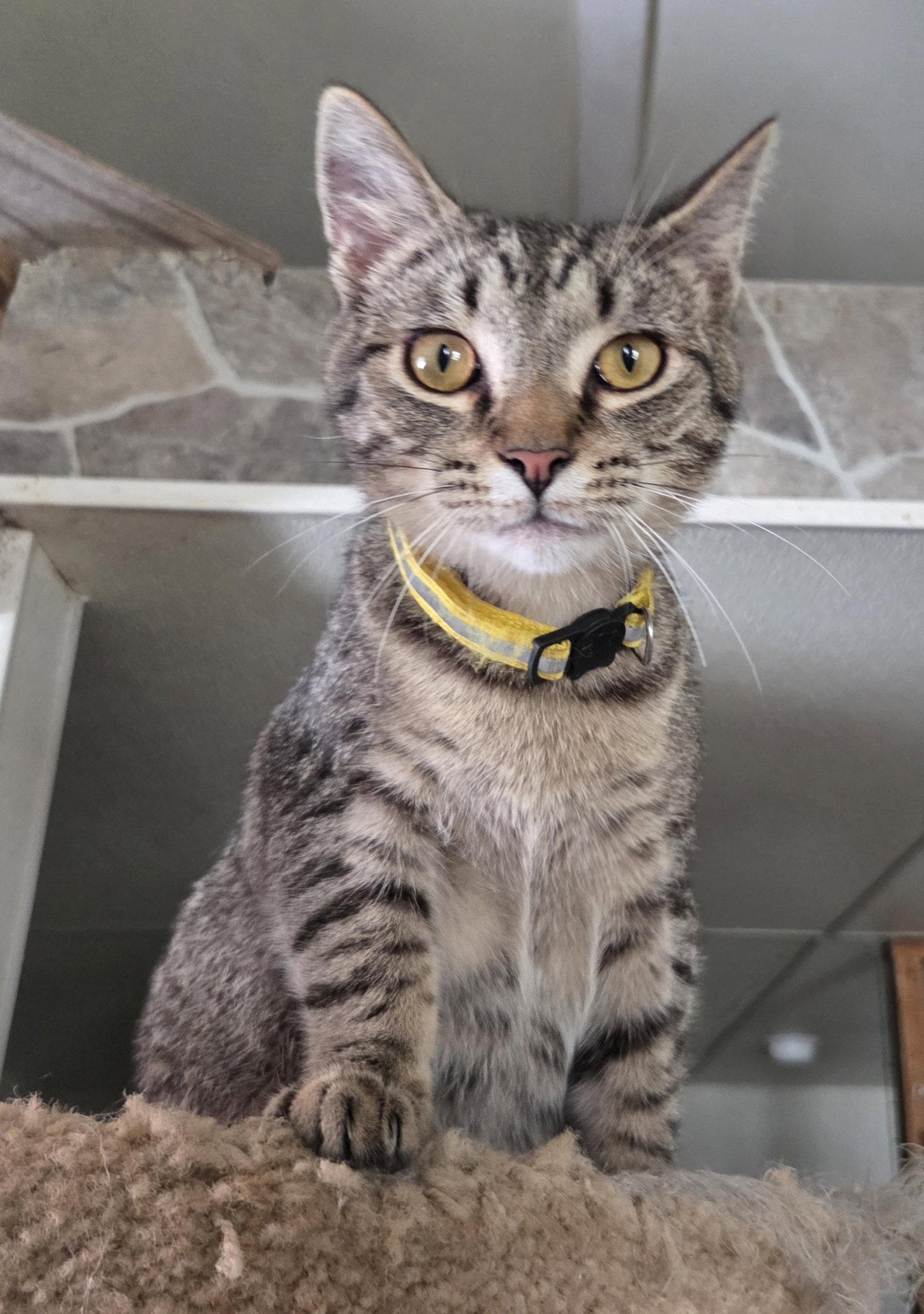 Enlarge Wren, a Adoptable mixed breed in Attalla, AL image 3/3