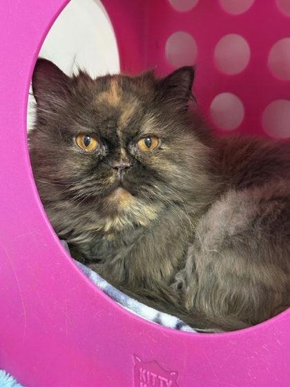 Gertrude, Adoptable, Senior Female Persian & Domestic Short Hair.