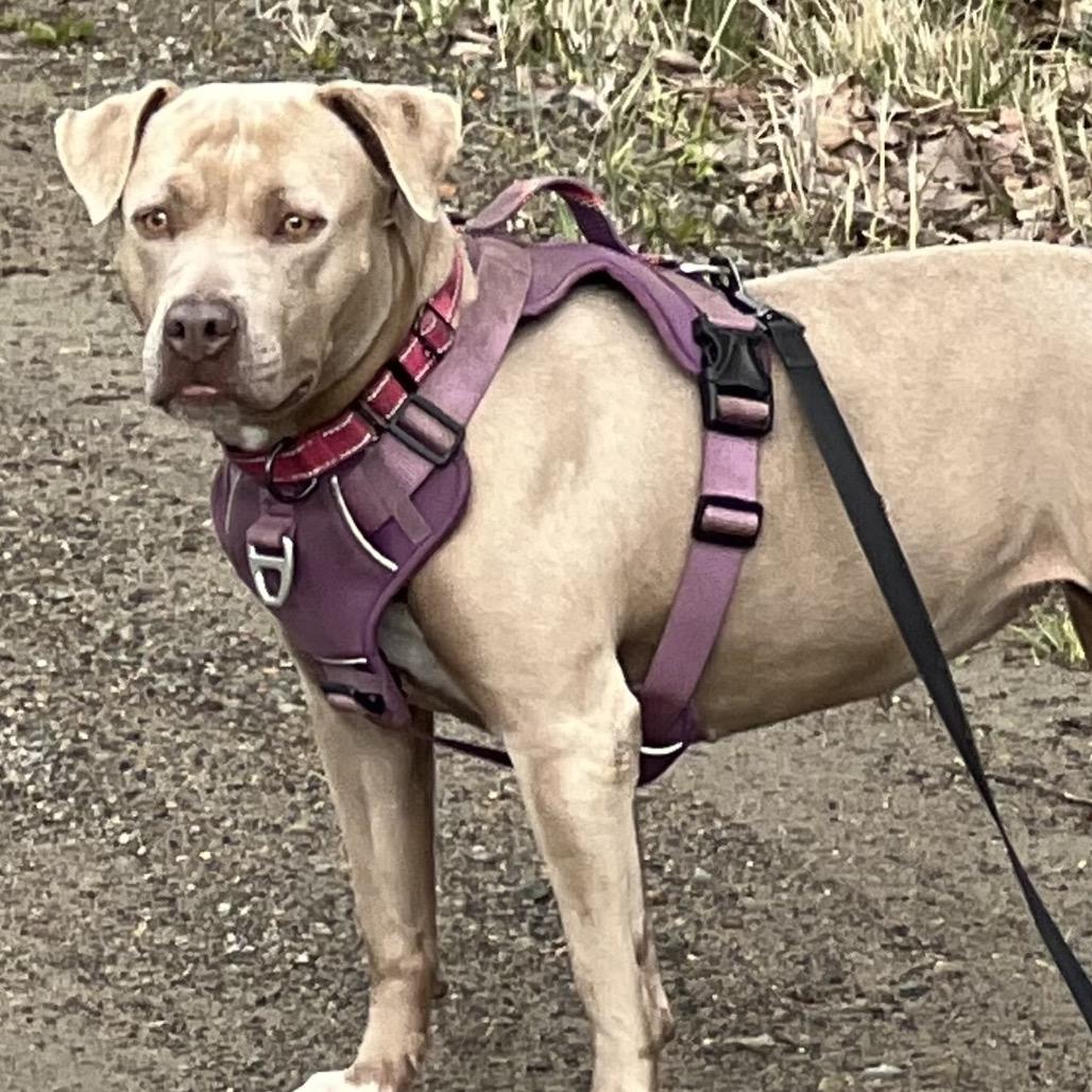 Joy, Adoptable, Adult Female Pit Bull Terrier.