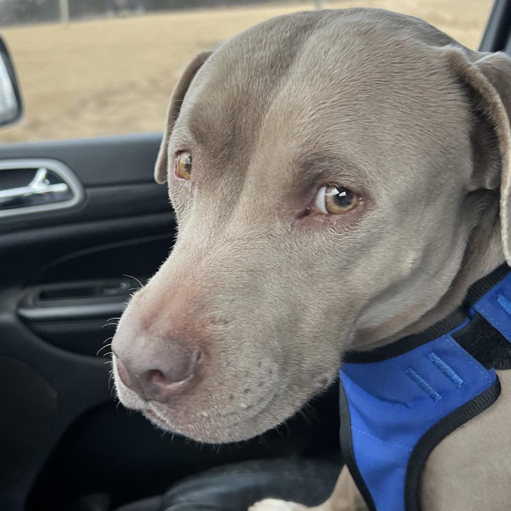 Joy, a Adoptable Pit Bull Terrier in Mansfield, PA image 2/5