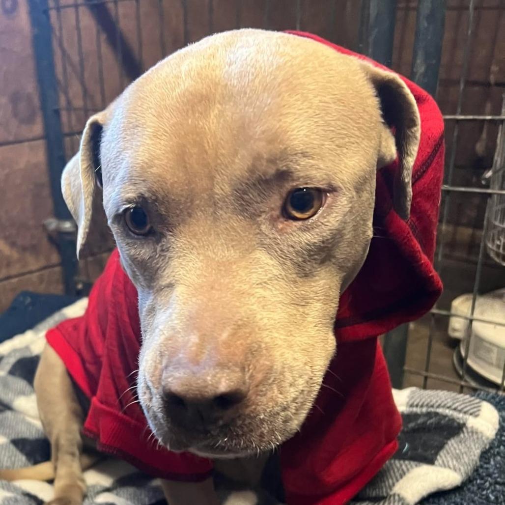 Joy, a Adoptable Pit Bull Terrier in Mansfield, PA image 3/5