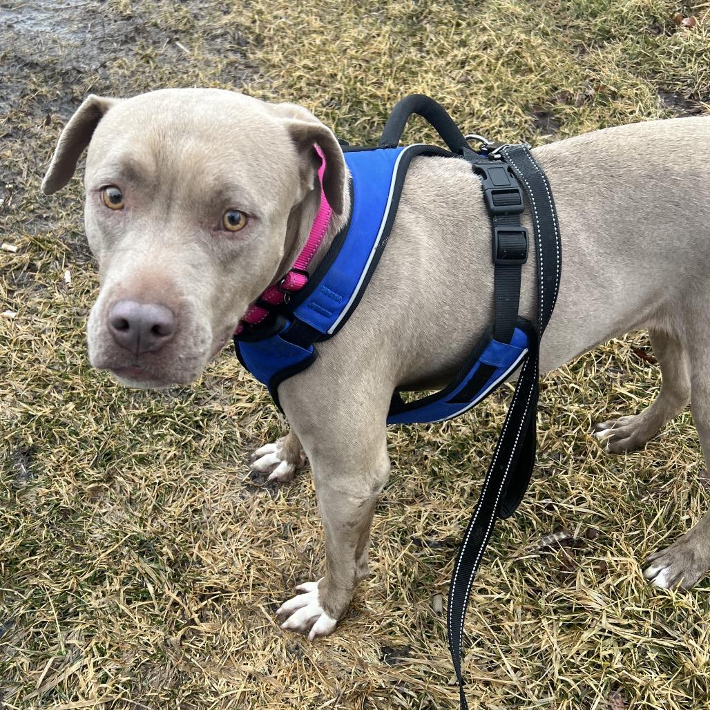 Joy, a Adoptable Pit Bull Terrier in Mansfield, PA image 4/5