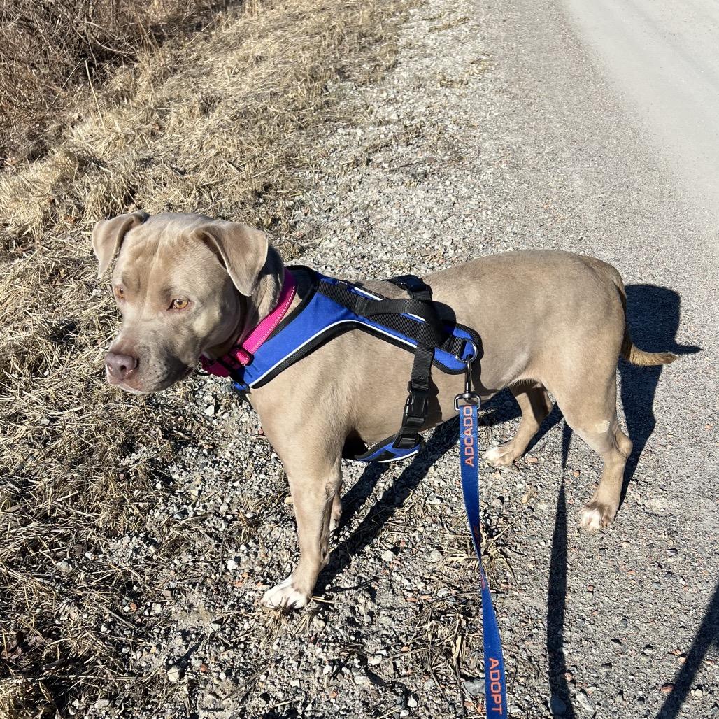Joy, a Adoptable Pit Bull Terrier in Mansfield, PA image 5/5
