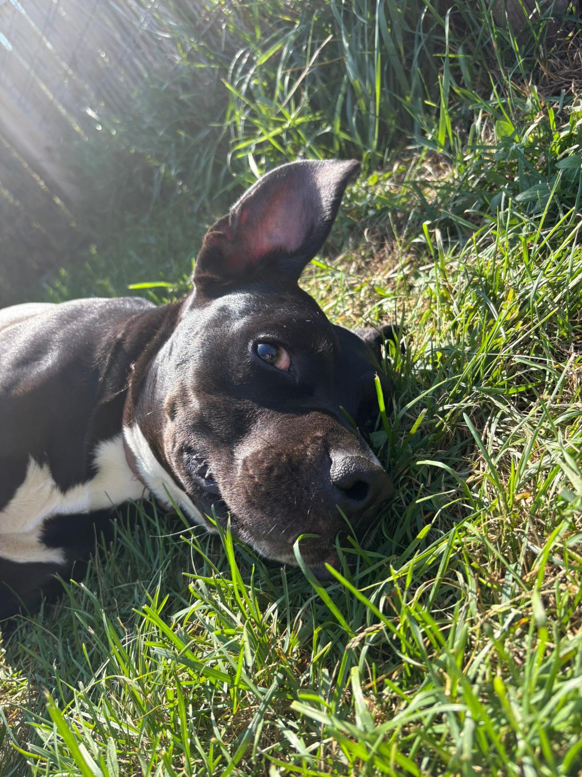 Enlarge Jazz, an adopted mixed breed in St. Paul, MN image 6/6