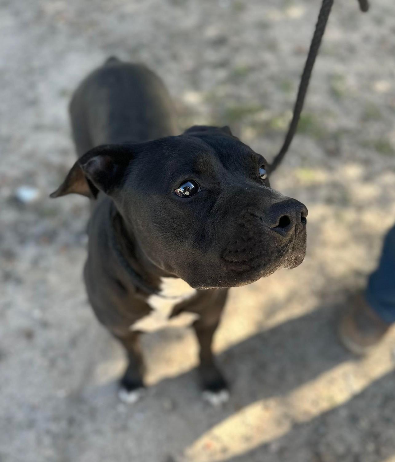 Jazz, adopted, Adult Male Boxer & Pit Bull Terrier.