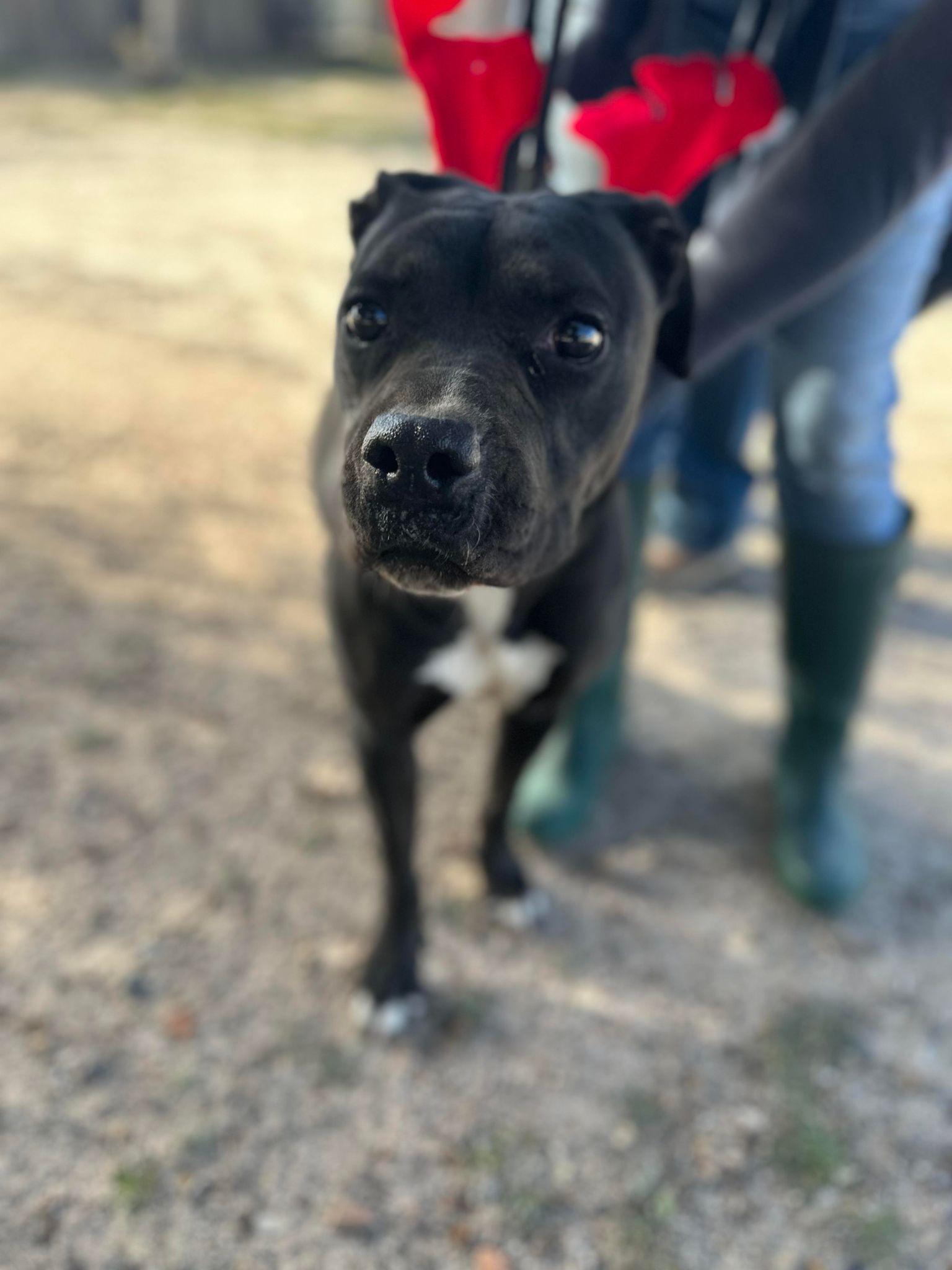 Enlarge Jazz, an adopted mixed breed in St. Paul, MN image 3/6