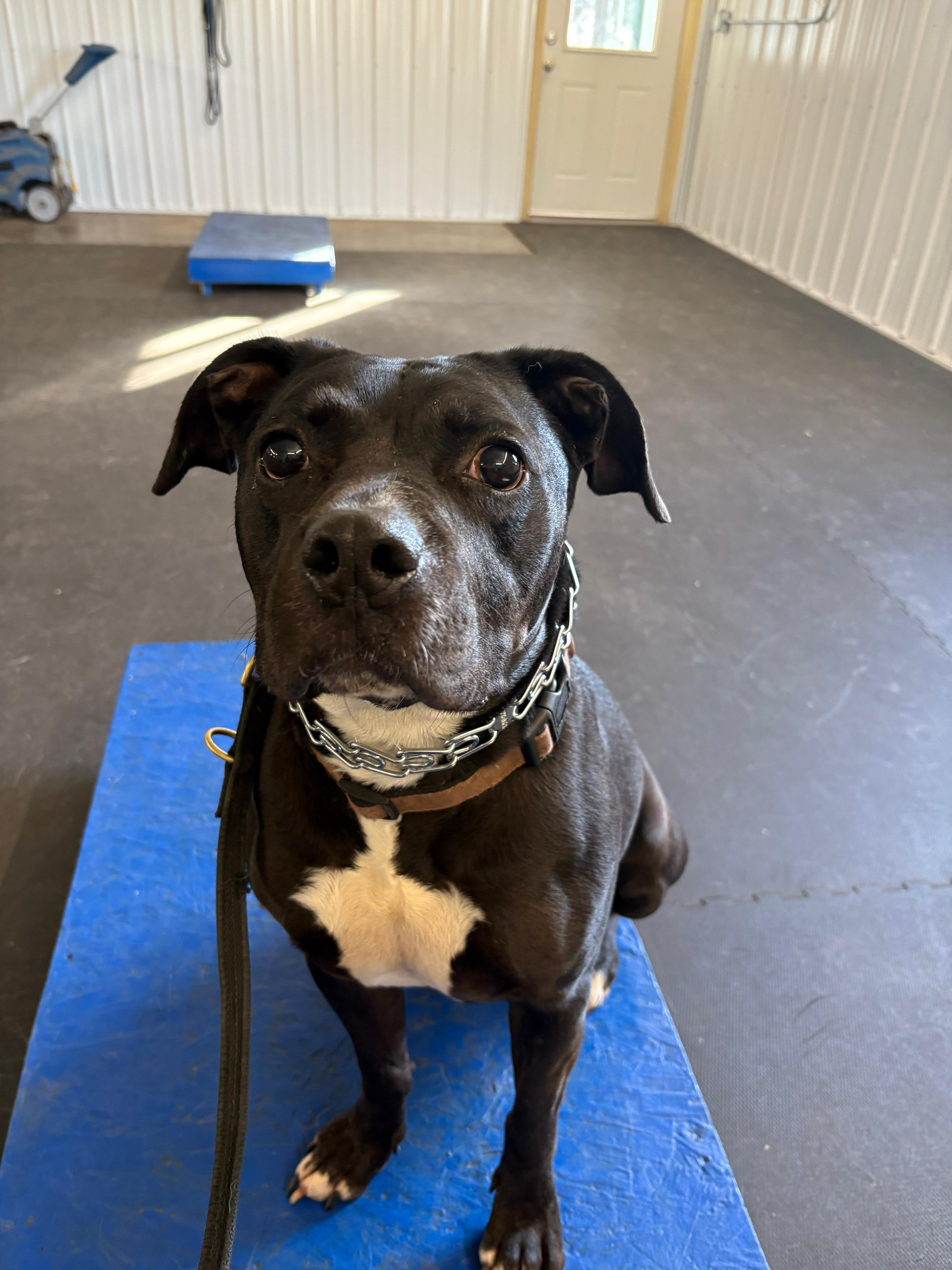 Enlarge Jazz, an adopted mixed breed in St. Paul, MN image 2/6