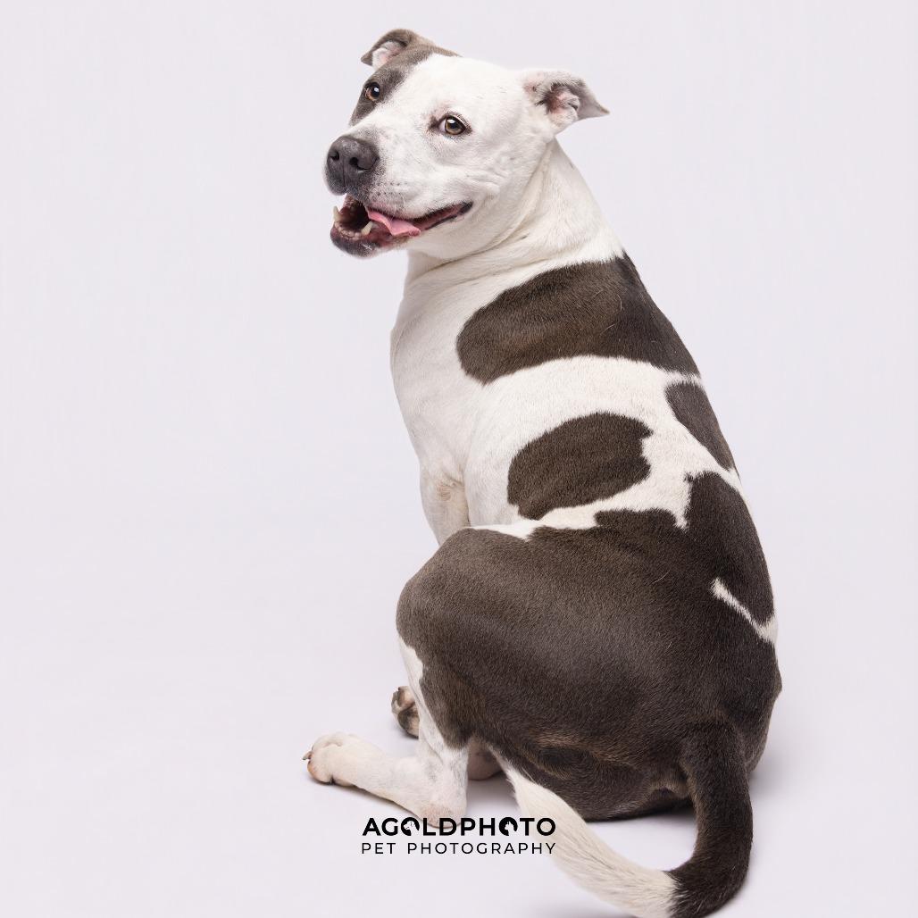 Bailey 3, Adoptable, Adult Female Terrier & Terrier.