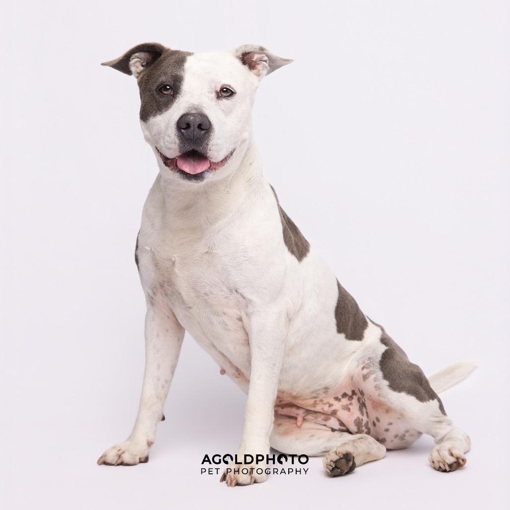 Enlarge Bailey 3, a Adoptable mixed breed in Tampa, FL image 2/6