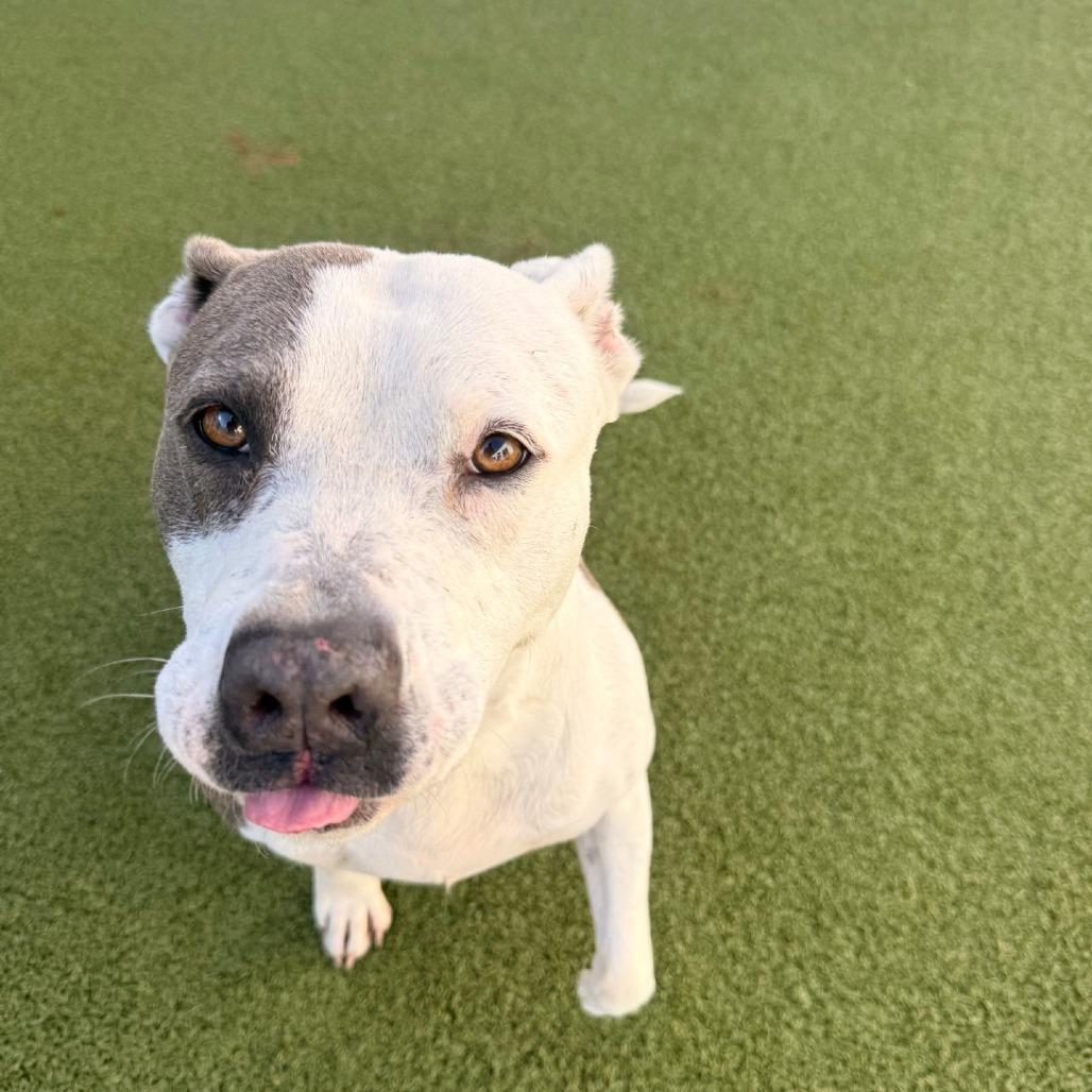 Enlarge Bailey 3, a Adoptable mixed breed in Tampa, FL image 4/6