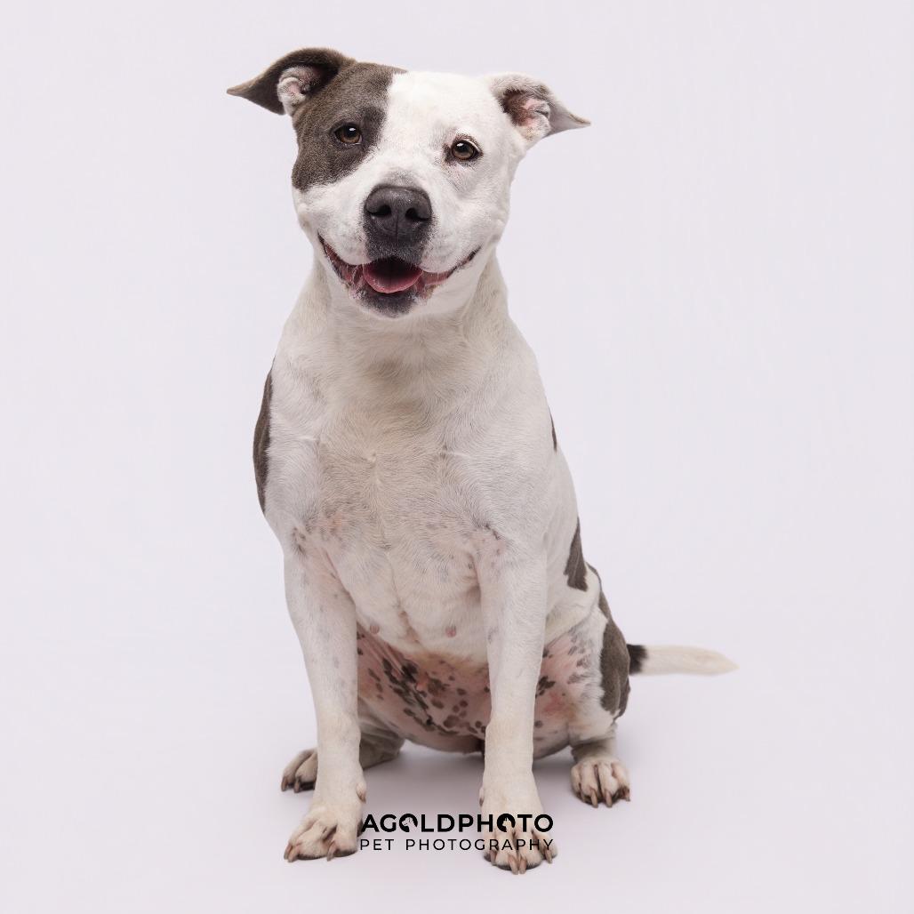 Enlarge Bailey 3, a Adoptable mixed breed in Tampa, FL image 5/6