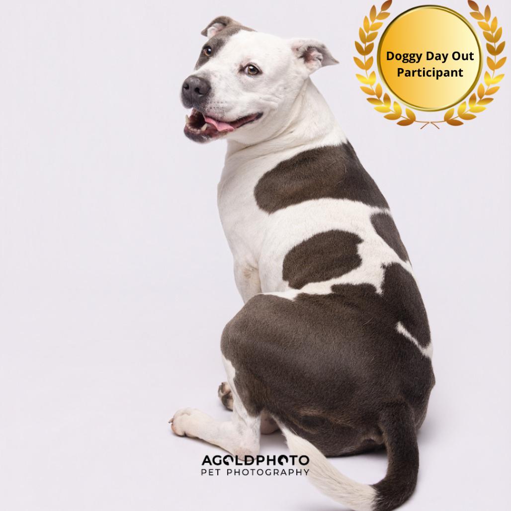 Enlarge Bailey 3, a Adoptable mixed breed in Tampa, FL image 5/6